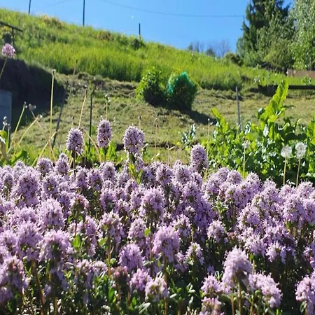 In Borstendorf Nahe Erzgebirge